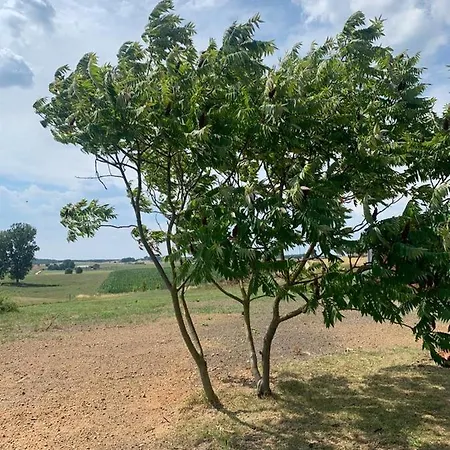 U Krysi Gawliki Wielkie